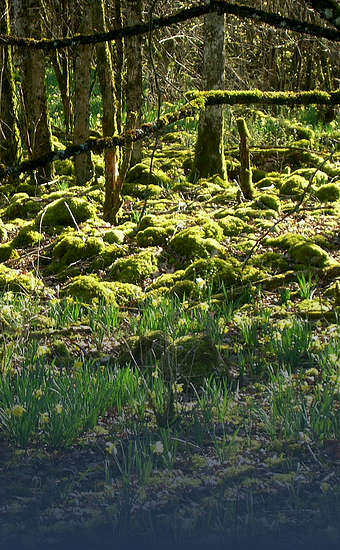 Photo of Parc national de forêts (21, 51) by Clément Huvig