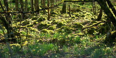 Photo of Parc national de forêts (21, 51) by Clément Huvig