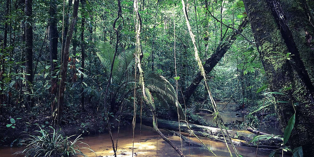 Photo of Parc amazonien de Guyane (973) by Melanie Dinane