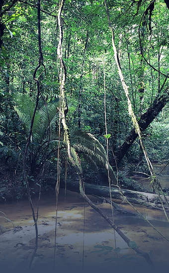 Photo of Parc amazonien de Guyane (973) by Melanie Dinane