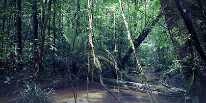 Photo of Parc amazonien de Guyane (973) by Melanie Dinane