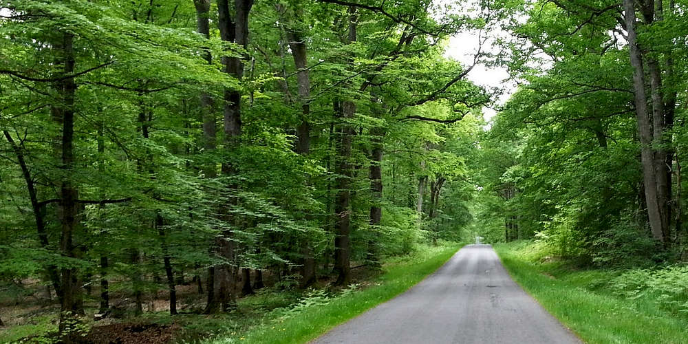 Photo of Forêt de Tronçais (03) by Clame Reporter