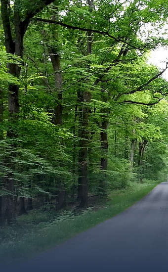 Photo of Forêt de Tronçais (03) by Clame Reporter