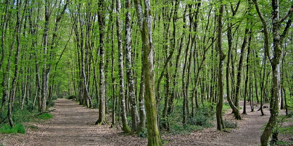 Photo of Forêt de Bouconne (31) by simonsterg