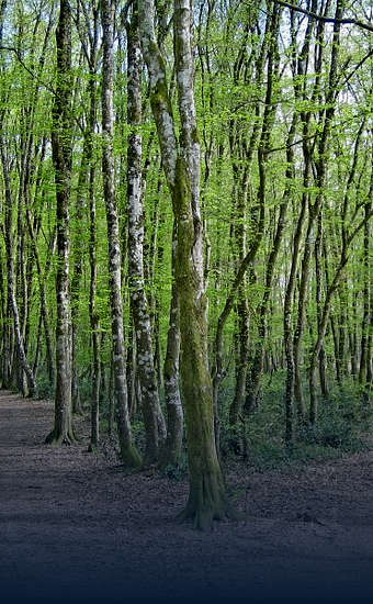 Photo of Forêt de Bouconne (31) by simonsterg