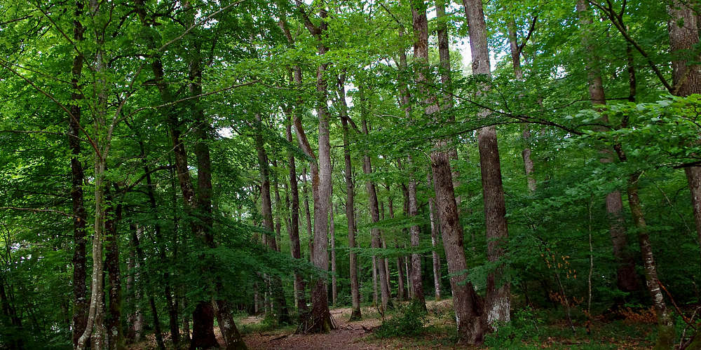 Photo of Forêt de Loches (37) by Daniel Jolivet