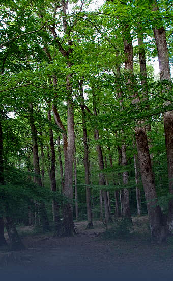 Photo of Forêt de Loches (37) by Daniel Jolivet