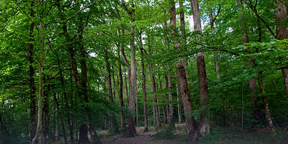 Photo of Forêt de Loches (37) by Daniel Jolivet
